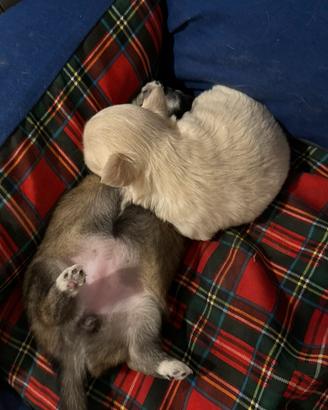 Disponibili 2 cucciole chihuahua 1000