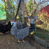 Galline Amrock Moreseta Livorno Araucana