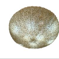 Magnifica plafoniera in vetro di Murano