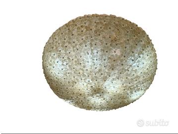 Magnifica plafoniera in vetro di Murano