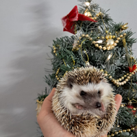 Riccio Africano con teca accessoriata