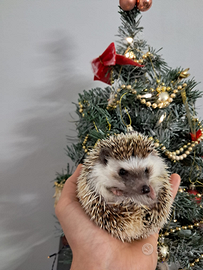 Riccio Africano con teca accessoriata