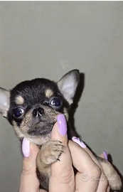 Chihuahua maschietto enci