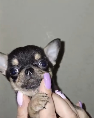 Chihuahua maschietto enci