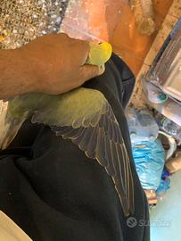 Parrocchetti dal collare