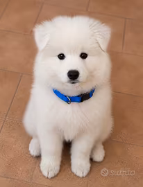 Cuccioli di cane samoiedo