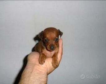 Pincher miniatura toy