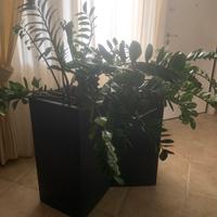 piante di Zamioculcas con vaso quadrato h 85 pz2