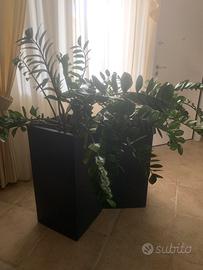 piante di Zamioculcas con vaso quadrato h 85 pz2