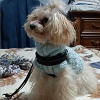 Maltipoo femmina