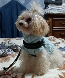 Maltipoo femmina