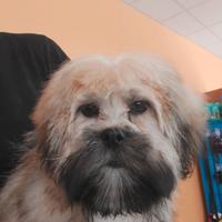 Lhasa apso