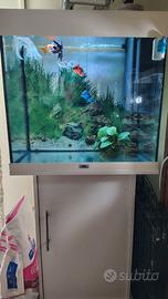 Acquario attivo e maturo