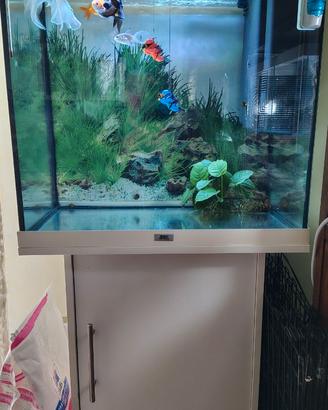 Acquario attivo e maturo