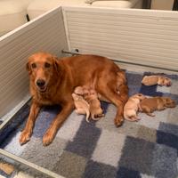 Cuccioli golden retriever inglesi