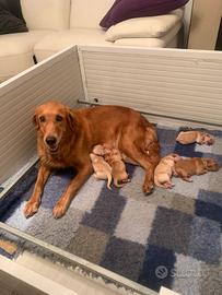 Cuccioli golden retriever inglesi