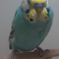 Cocorita maschio