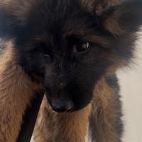 Cuccioli pastore tedesco