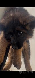 Cuccioli pastore tedesco