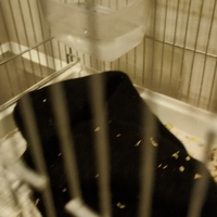 Petauri dello zucchero