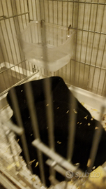 Petauri dello zucchero