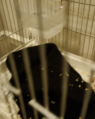 Petauri dello zucchero