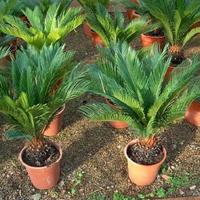 Piante Cycas