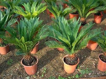 Piante Cycas