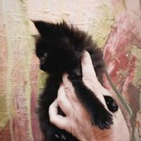 Maine Coon Cucciola Nera