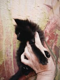Maine Coon Cucciola Nera