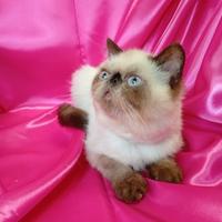 Disponibili gatti persiani , cuccioli