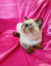 Disponibili gatti persiani , cuccioli