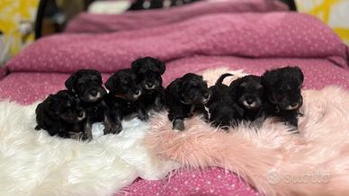 Schnauzer nano nero Argento