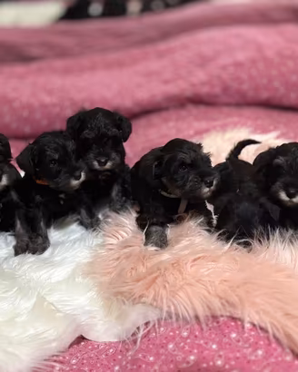 Schnauzer nano nero Argento