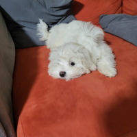 Maltesina mini toy tre mesi