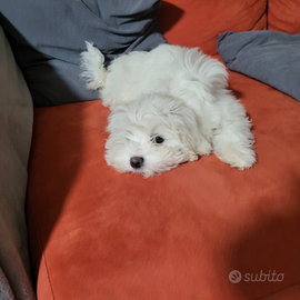 Maltesina mini toy tre mesi
