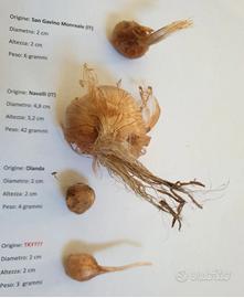 50 Bulbi zafferano Italia certificati passaporto