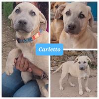 Cagnolini allegri e da famiglia