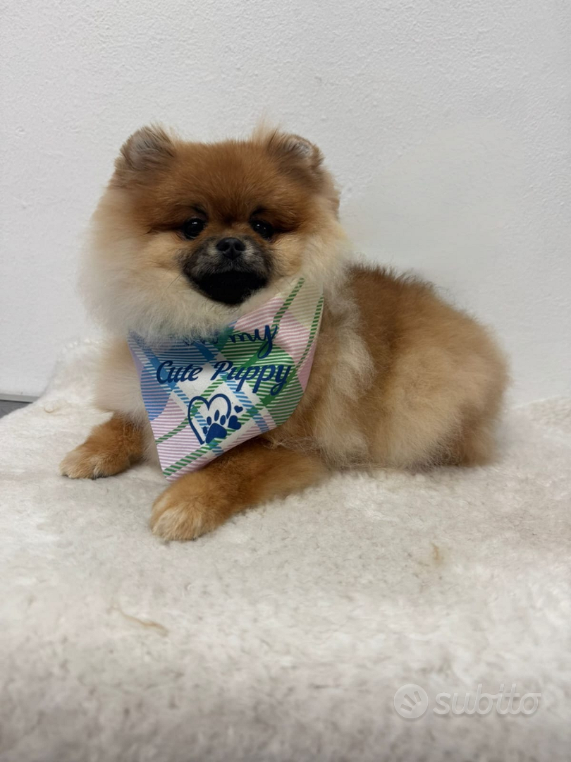 Femmina volpino di Pomerania - Animali In vendita a Verona