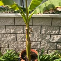 Piante di banano