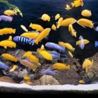 Giovani ciclidi africani