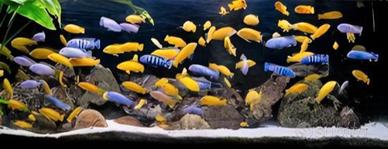 Giovani ciclidi africani