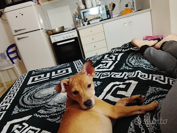 Jack Russell pincher