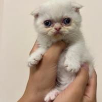Affettuosi cuccioli Scottish foldex shorthair