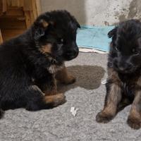 Maschi di pastore tedesco