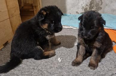 Maschi di pastore tedesco