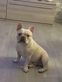 Bulldog Francese Lilac - Occhi Chiari & Pedigree