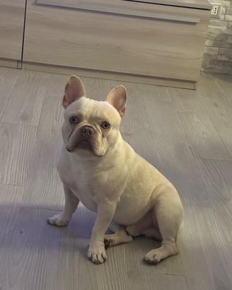 Bulldog Francese Lilac - Occhi Chiari & Pedigree
