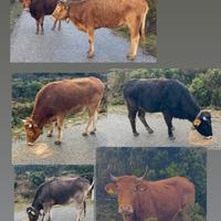 Animali