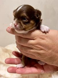 Maschi di Chihuahua con Pedigree ENCI/FCI